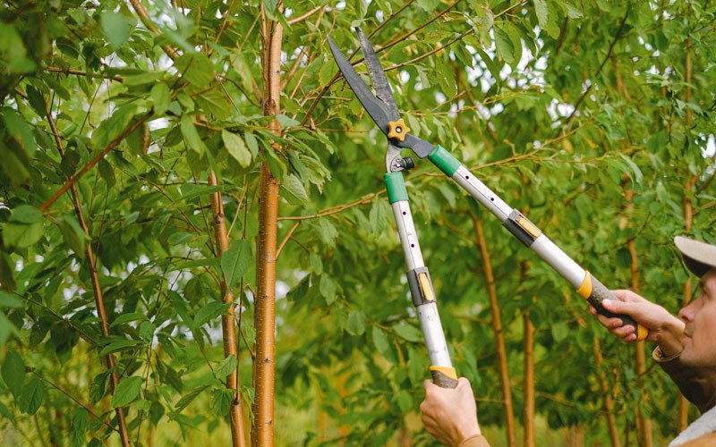 Tree trimming in Richland Center, WI